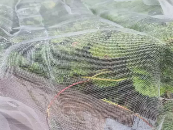 Skadedjursduk 3 x 5 meter - Andra avskräckningsmedel - 6430068433009 - 1