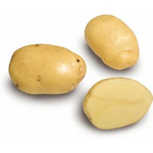 Fröpotatis Siikli 3 kg - Frön och sättpotatisar. - siikli3kg - 1