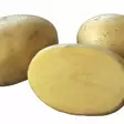 Fröpotatis Acoustic 3 kg - Frön och sättpotatisar. - acoustic3kg - 1