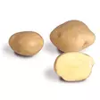 Fröpotatis Timo 10 kg - Frön och sättpotatisar. - timo10kg - 1