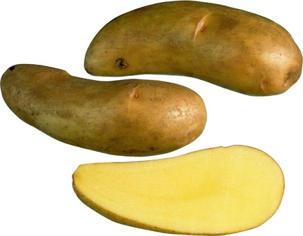 Fröpotatis Puikula 1 kg - Frön och sättpotatisar. - puikula1kg - 2