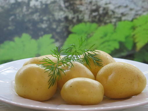 Fröpotatis Jussi 3 kg - Frön och sättpotatisar. - jussi3kg - 1