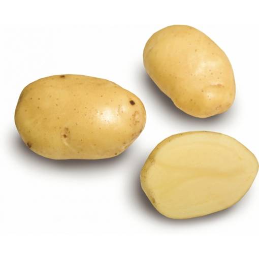 Fröpotatis Siikli 3 kg - Frön och sättpotatisar. - siikli3kg - 1